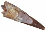 Fossil Pterosaur (Siroccopteryx) Tooth - Morocco #268921-1